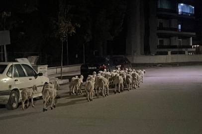 Kaçan Koyunlar İçin Seferberlik