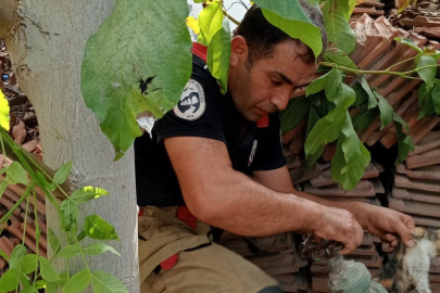 Mahsur Kalan Yavru Kedi İçin Seferberlik