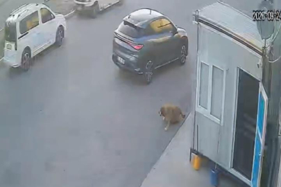 Görenlerin içini sızlatan görüntü