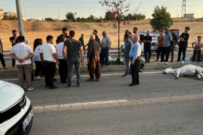 Hafif Ticari Araç Yola Aniden Çıkan Eşeğe Çarptı
