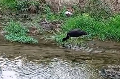 Nadir görülen kara leylek, beslenirken görüntülendi