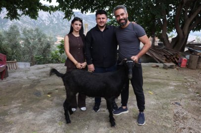 Damadın et sevgisini bilen arkadaşı düğünde keçi hediye etti
