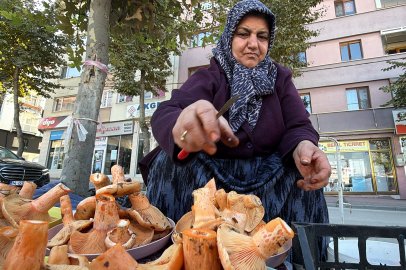 Ormandan kova kova topluyor, pazarda kilosunu 600 liradan satıyor