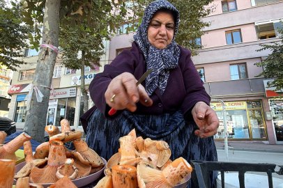 Ormandan kova kova topluyor, pazarda kilosunu 600 liradan satıyor