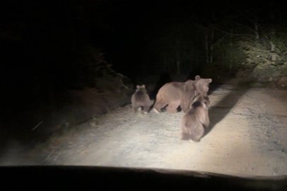 Mantar toplamaya giderken ayı ailesi ile karşılaştılar