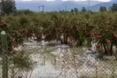 "20 dakikada yağan dolu, 1 yıllık emeğimizi yok etti"