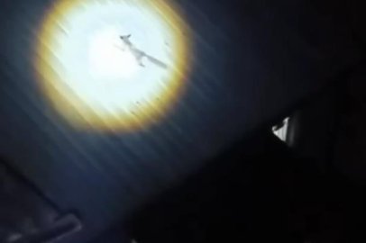 Bursa'da yolunu şaşıran tilki evin çatısına çıktı