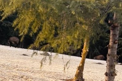 Aç kalan domuz sürüsü yol kenarına indi
