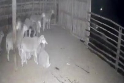 Koyun ağılına kadar gelen kurtlar güvenlik kamerasına yansıdı