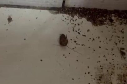 Hamam böceği ve sigara izmaritinden geçilmeyen fırında mide bulandıran görüntüler