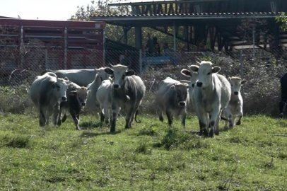 Yerli sığır hem et üretecek hem ormanları koruyacak