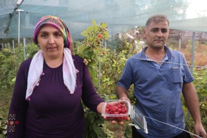 İlk kez yetiştirdi, kilosunu 500 liradan satıyor