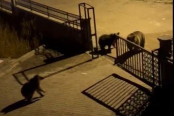 Vatandaşın ayıya ile güldüren tepkisi: "Ne buldun da yiyorsun"