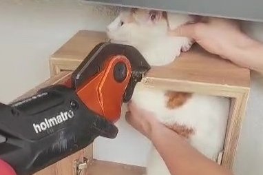 Posta kutusuna sıkışan kedi için seferberlik