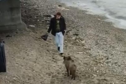 Bursa’da aç kalan domuz Mudanya sahiline indi