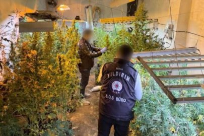 Bursa'da kasap dükkanını kenevir serasına çevirdi