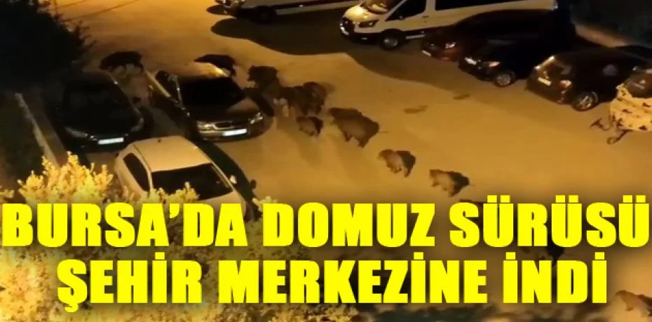 Bursa’da domuz sürüsü şehir merkezine indi