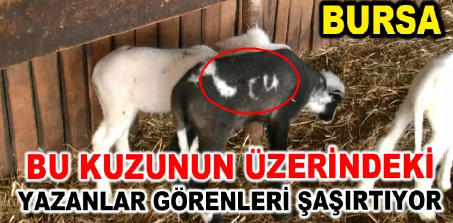 Bursa’daki kuzunun üzerindeki yazanlar görenleri şaşırtıyor
