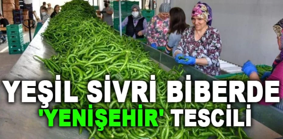 Yeşil sivri biberde 'Yenişehir' tescili