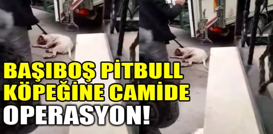 Bursa'da başıboş Pitbull köpeğine camide operasyon