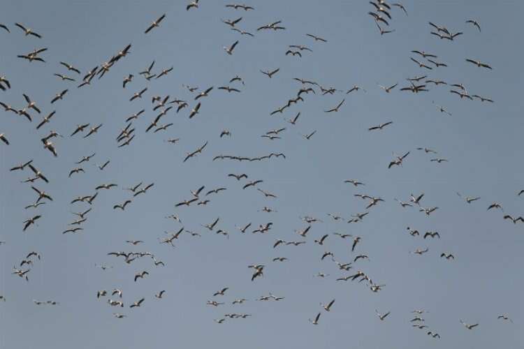 Binlerce ak pelikan gökyüzünde şov yaptı