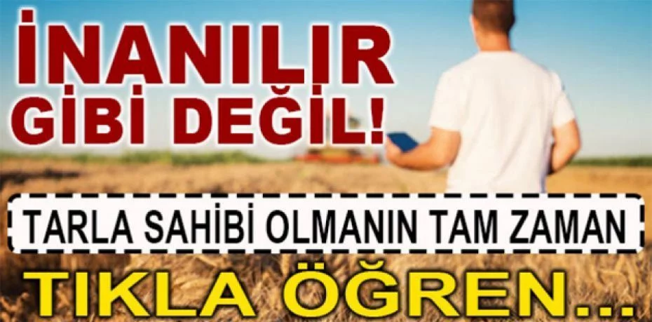 Bodrum Pınarlıbelen'de 7.500 m² zeytinli arazi mahkemeden satılıktır