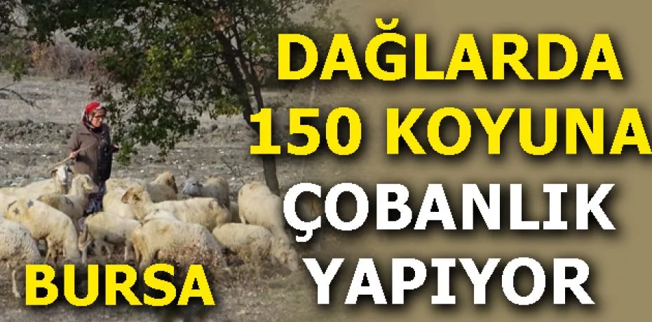Dağlarda 150 koyununa çobanlık yapıyor