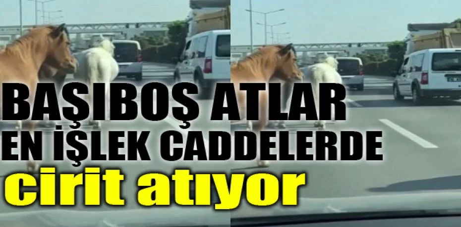 Başıboş atlar Bursa'nın en işlik caddelerinde cirit atıyor
