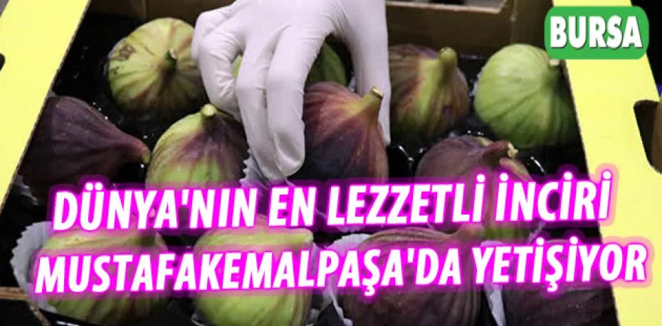 Dünya'nın en lezzetli inciri Mustafakemalpaşa'da yetişiyor