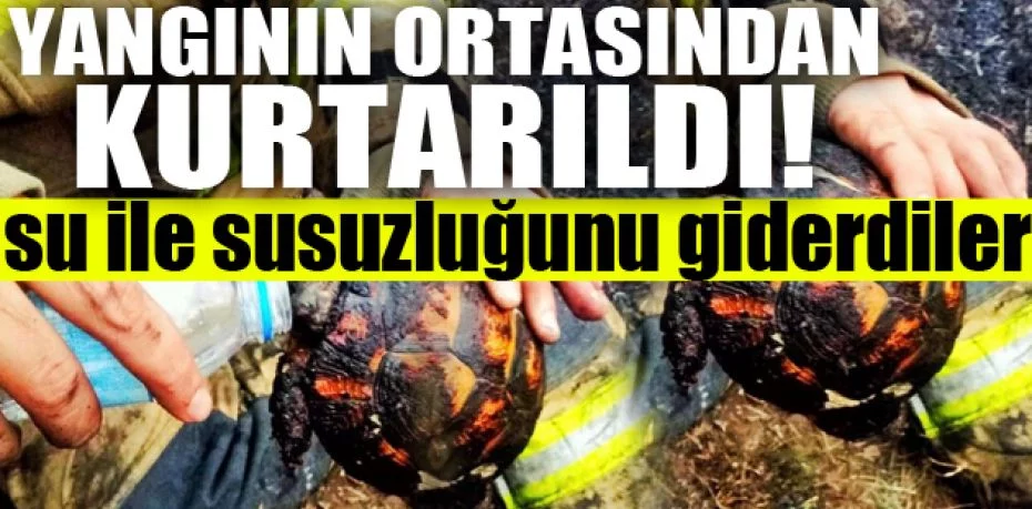 Bursa’da yangının ortasında kalan kaplumbağayı itfaiye ekipleri kurtardı, su ile susuzluğunu giderdiler