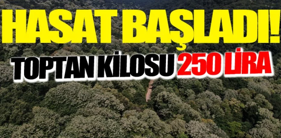 Türkiye’nin en büyük ıhlamur ormanlarında hasat başladı