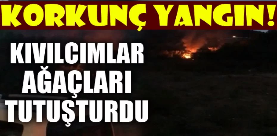 Bursa'da madde kullanırken ormanı ve barakayı yaktılar
