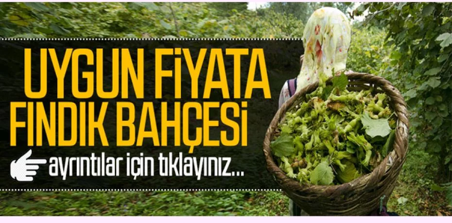 Ordu Aybastı'da fındık bahçesi hissesi icradan satılıktır (çoklu ilan)