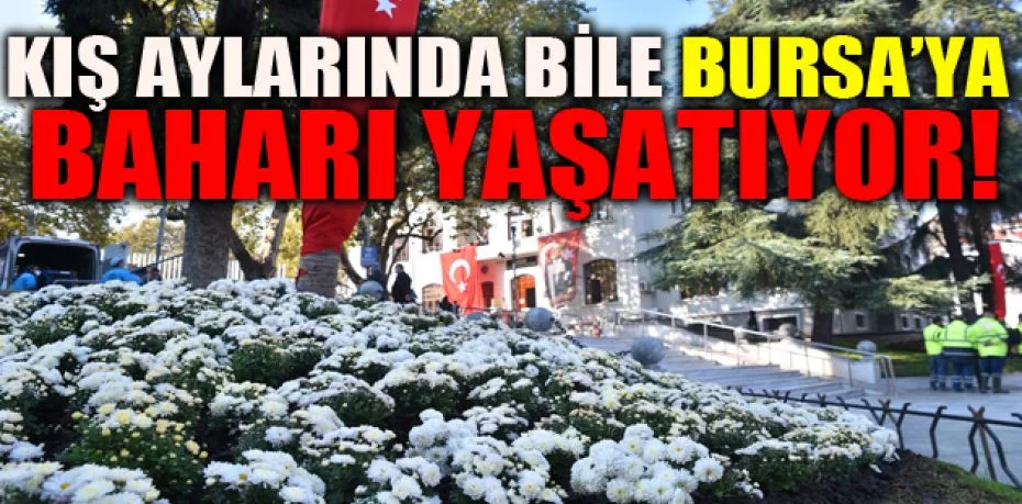 Kış aylarında bile Bursa’ya baharı yaşatıyor