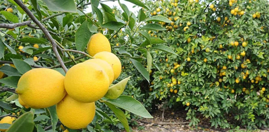 Mersin Erdemli'de 1.324 m² limon bahçesi icradan satılıktır