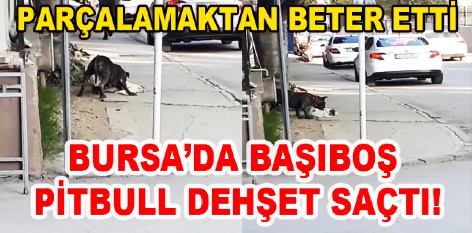 Bursa'da pitbull dehşet saçtı