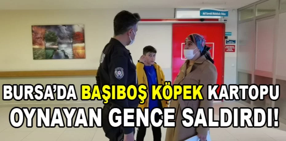 Bursa’da başıboş köpek kartopu oynayan gence saldırdı