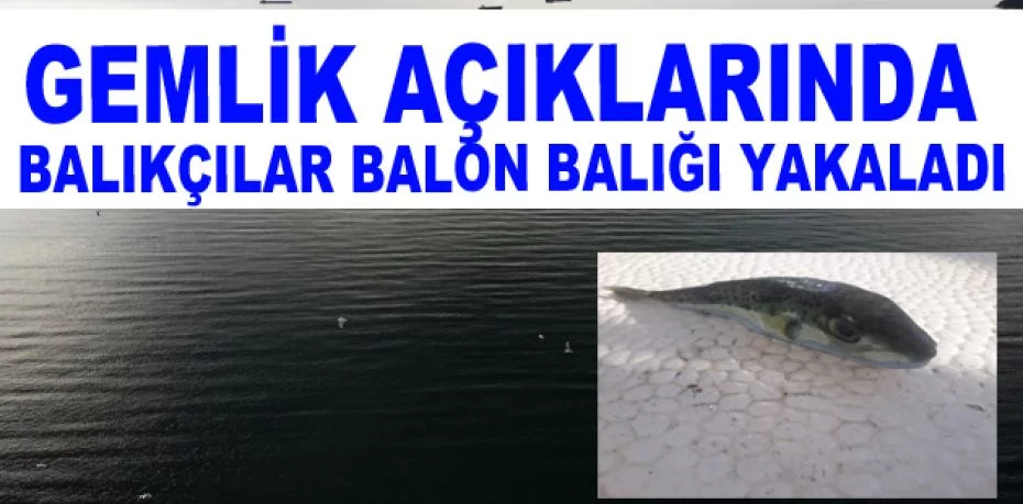 Balıkçıların kabusu balon balığı Marmara denizinde yakalandı