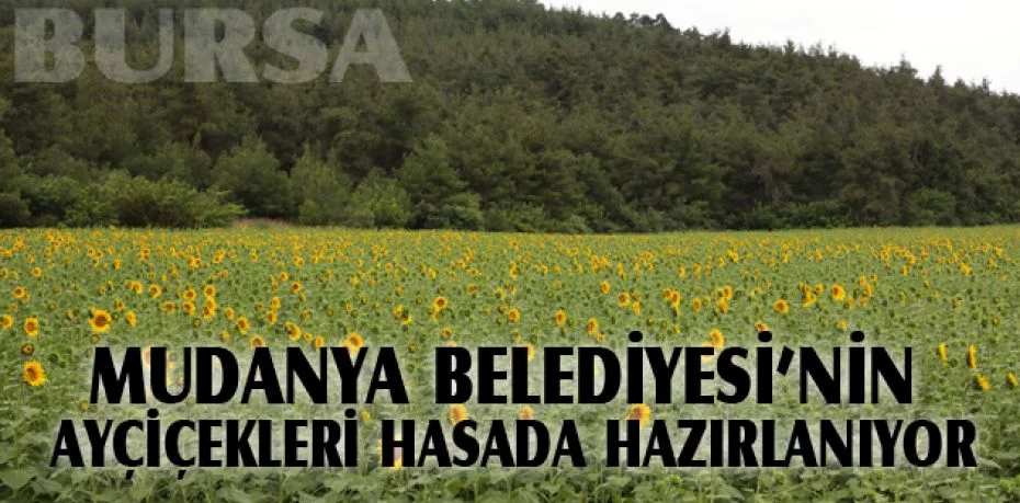Mudanya Belediyesi’nin ayçiçekleri hasada hazırlanıyor