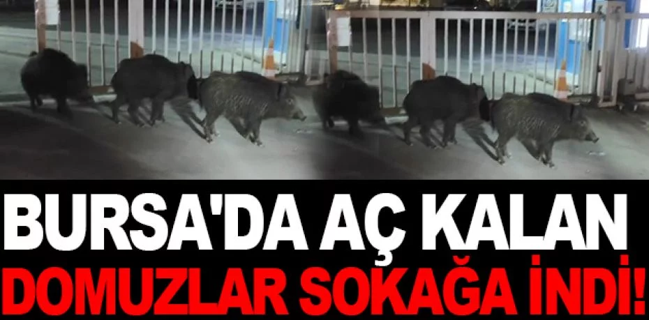 Bursa'da aç kalan domuzlar sokağa indi