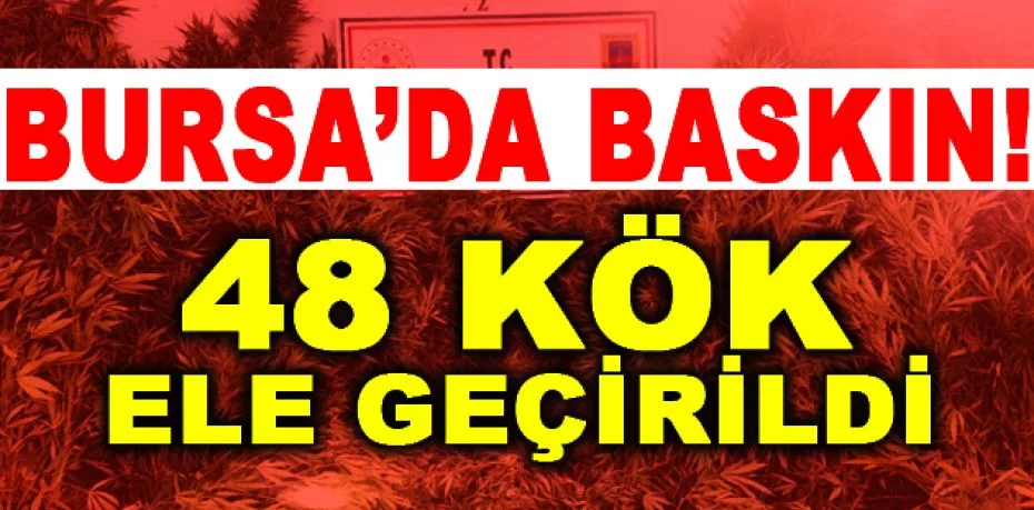 Bursa'da evin bahçesinde ekili 48 kök kenevir ele geçirildi