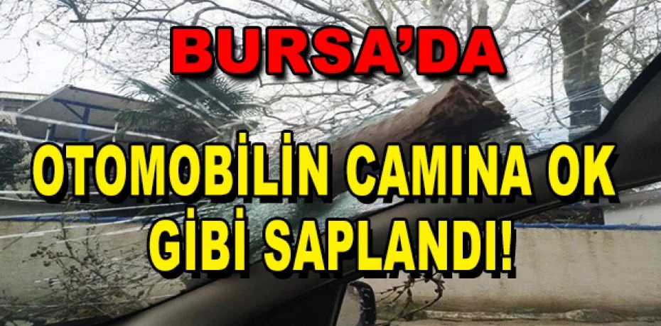 Bursa'da lodostan devrilen ağaç otomobilin camına ok gibi saplandı