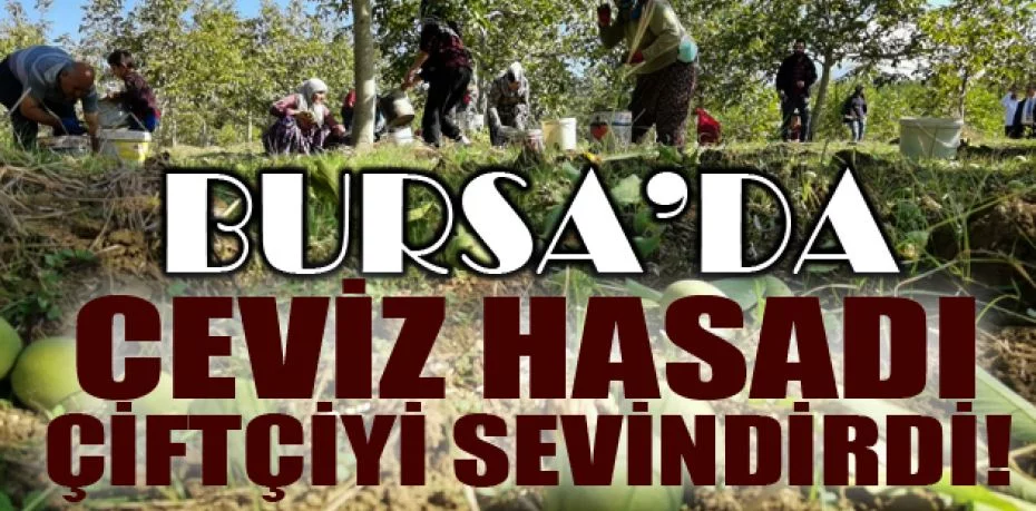 Bursa'da ceviz hasadı çiftçiyi sevindirdi