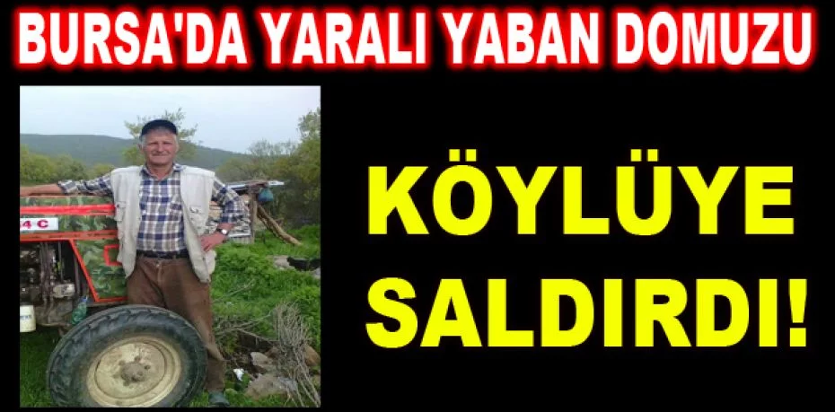 Bursa'da yaralı yaban domuzu köylüye saldırdı