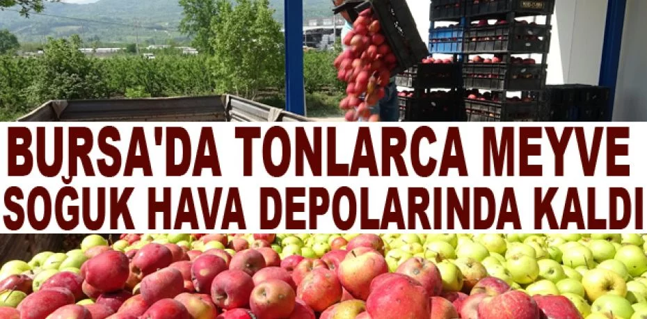 Bursa'da tonlarca meyve soğuk hava depolarında kaldı