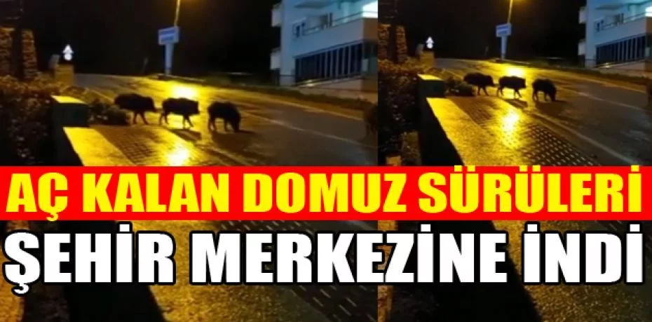 Bursa'da aç kalan domuz sürüsü şehir merkezine indi
