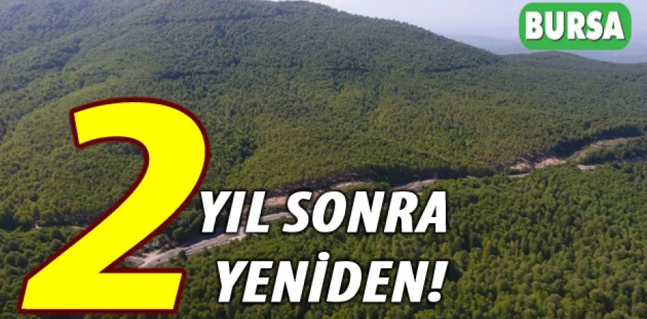 Orman Genel Müdürü'nden Bursa açıklaması: 2 yıl sonra yeniden yeşermeye başladı
