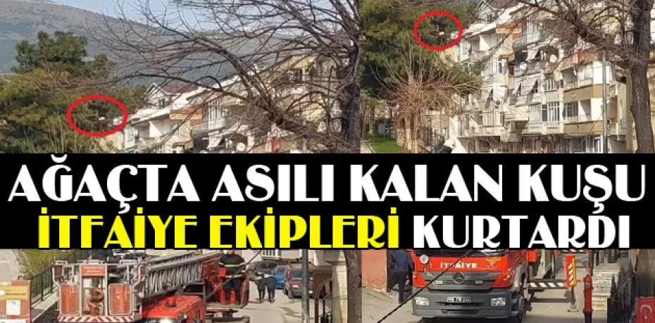 Bursa'da ağaçta asılı kalan kuşu itfaiye ekipleri kurtardı