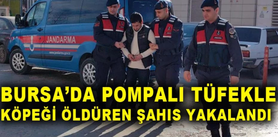 Bursa’da pompalı tüfekle köpeği öldüren şahıs yakalandı