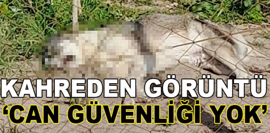 İzmir'de 5 köpeği zehirli sosisle öldürdüler: Burada can güvenliği yok